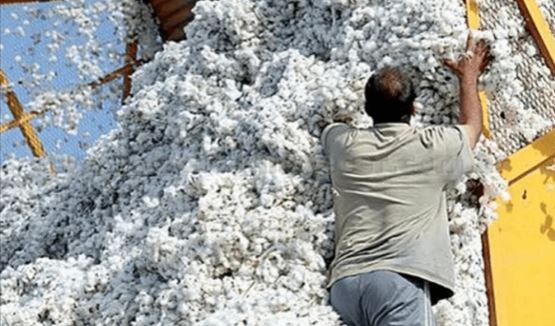 Algodonera del grupo Vicentin se presentó en concurso de acreedores | Economía