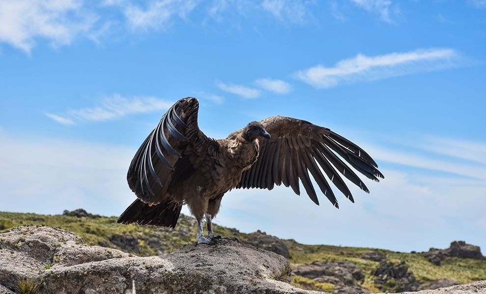 Liberaron un cóndor andino joven con rastreador | Actualidad