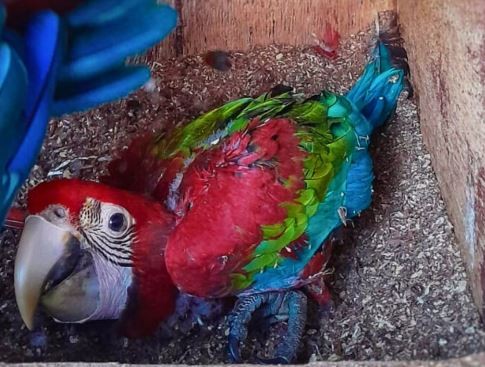 #NoSoyMascota: buscan desalentar la demanda de fauna silvestre como animales domésticos | Actualidad