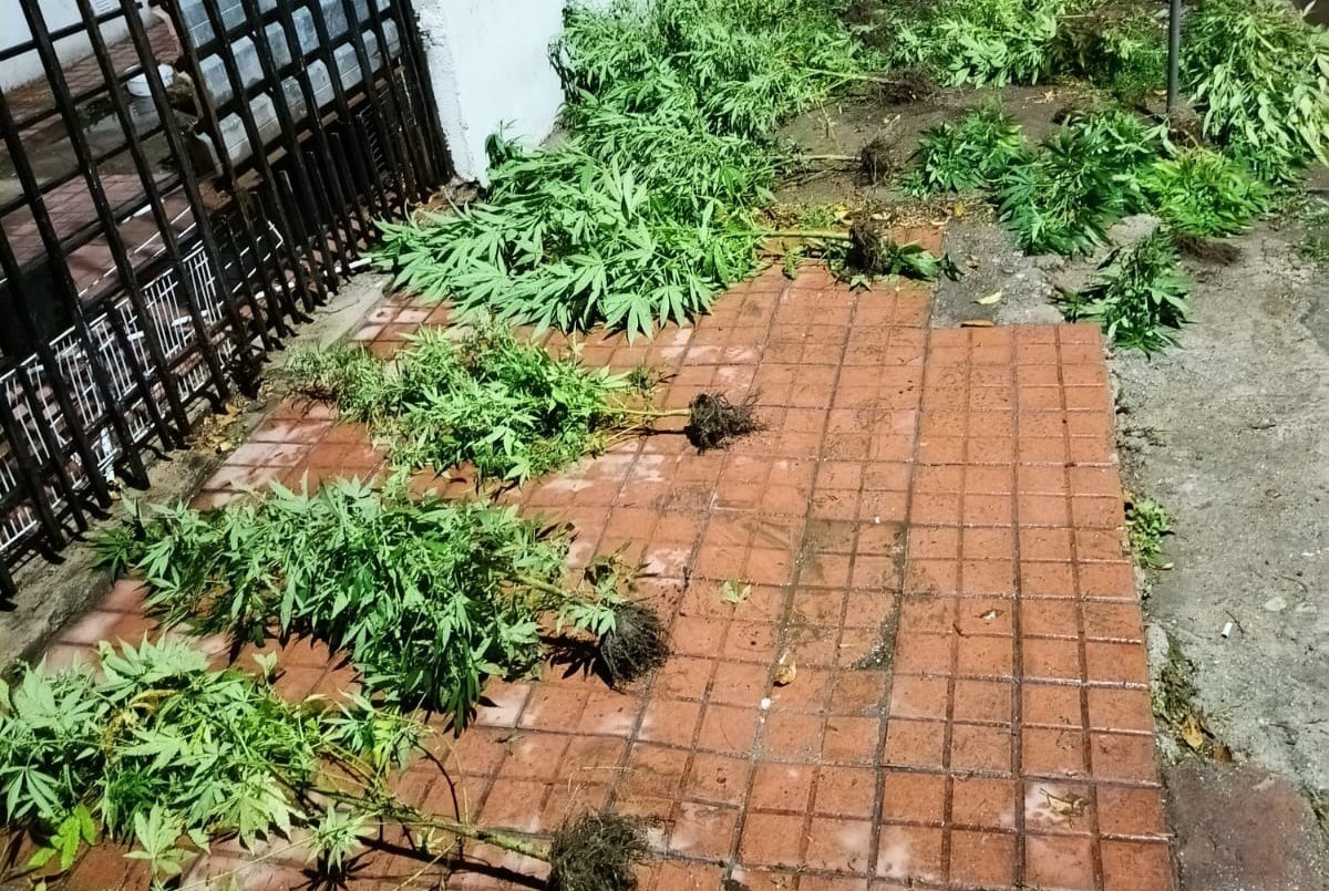 Discutió con su novio y lo denunció por tener plantas de marihuana en su casa: terminaron los dos detenidos | Actualidad