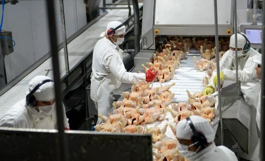 La principal avícola del país se declaró en crisis y busca reducir salarios o despedir 700 empleados | Economía