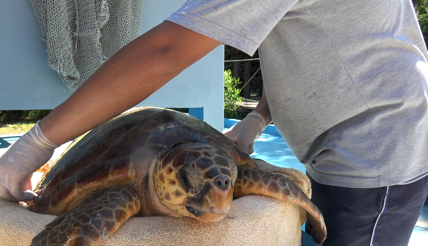 La odisea de una tortuga marina: de quedar atrapada en redes de pesca a expulsar basura | Clima, naturaleza y medio ambiente