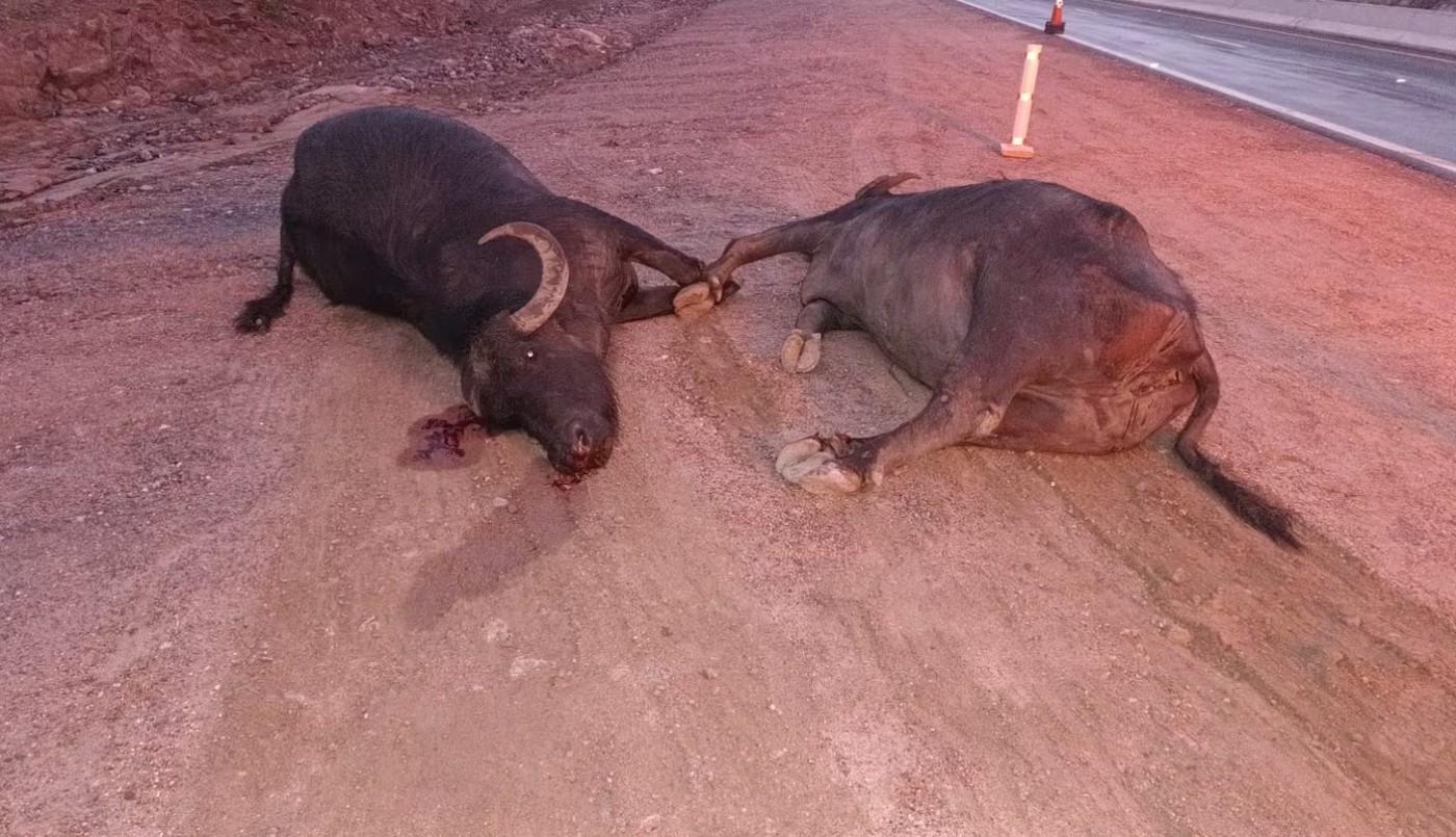 Un patrullero chocó contra dos búfalos en la nueva autovía de Punilla | Actualidad