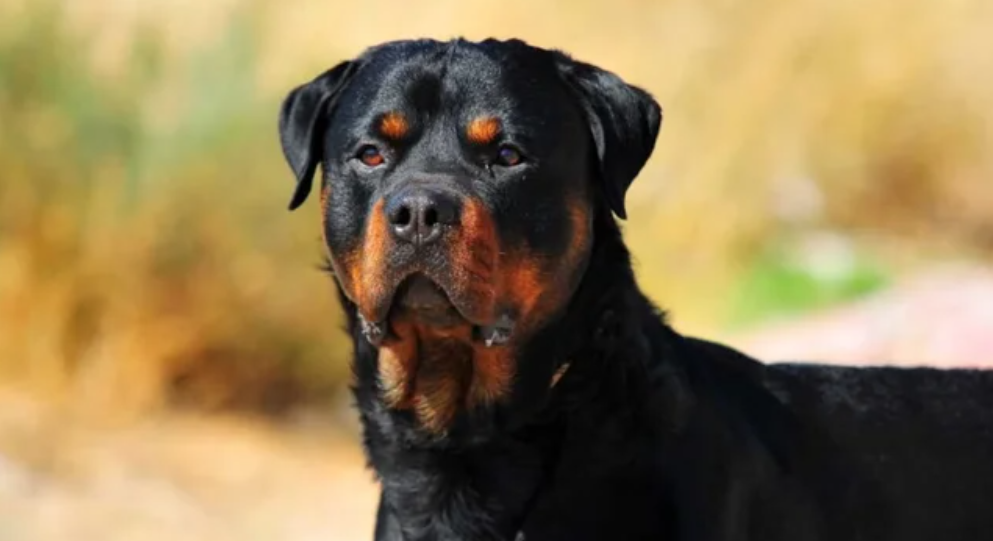 Nena de 3 años fue atacada por un perro rottweiler y está hospitalizada | Actualidad