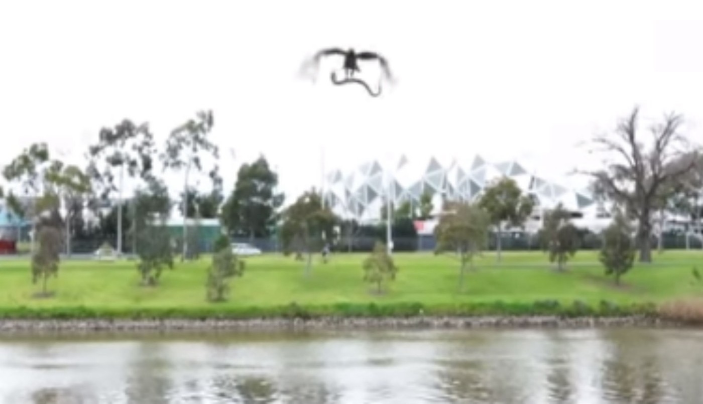 Un halcón dejó caer una serpiente sobre un asado | Curiosidades