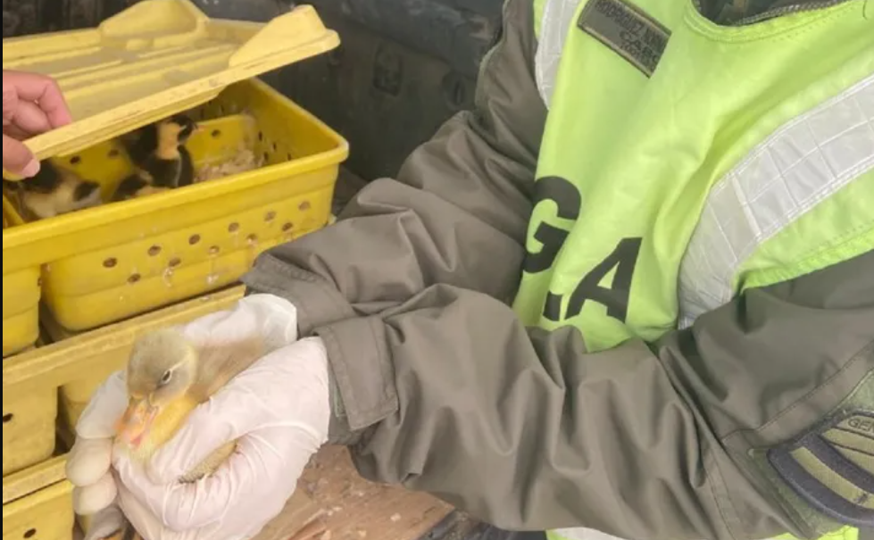 Viajaba con 150 patos en el baúl de su vehículo | Actualidad