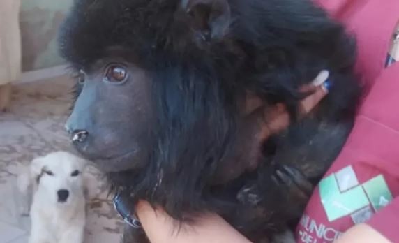 Encuentran un mono carayá atrofiado y desnutrido en Santa Cruz | Actualidad