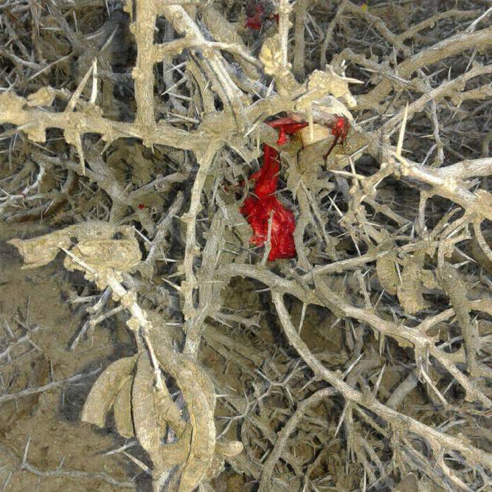 Misterio en la patagonia: dicen que "llovió carne" en un pueblo de Neuquén | Curiosidades