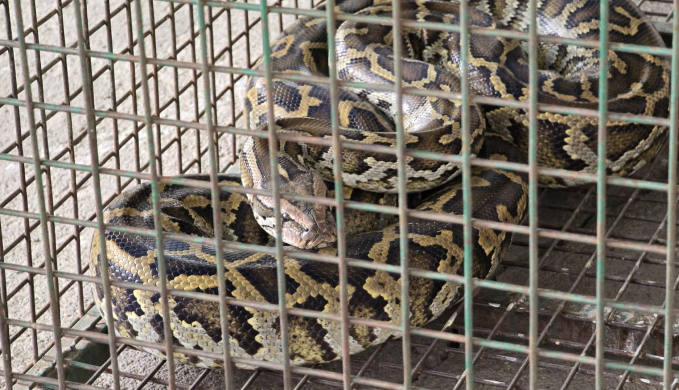 Córdoba: apareció una serpiente pitón en el patio de una casa | Actualidad