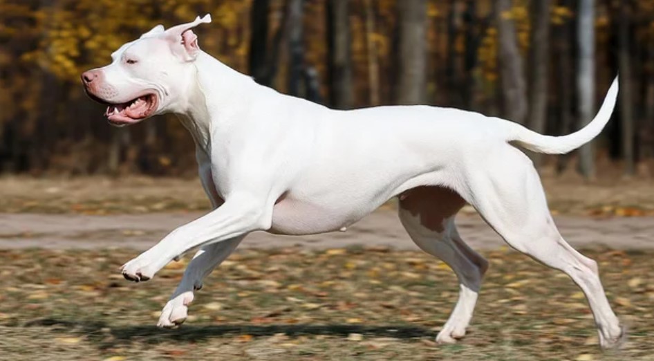 Una jubilada de 70 años fue atacada por un dogo en Bahía Blanca | Actualidad