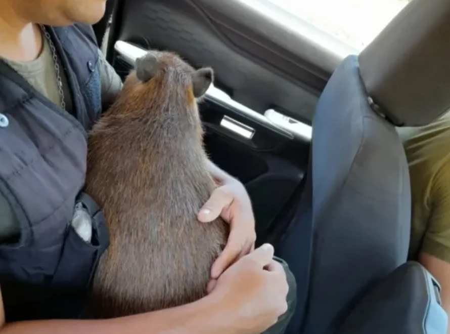 Rescataron a un carpincho que tenían como mascota en Corrientes | Actualidad