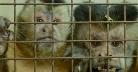 Trasladaron a Sudáfrica a 50 monos hallados en el sótano de un hospital en Saavedra | Actualidad