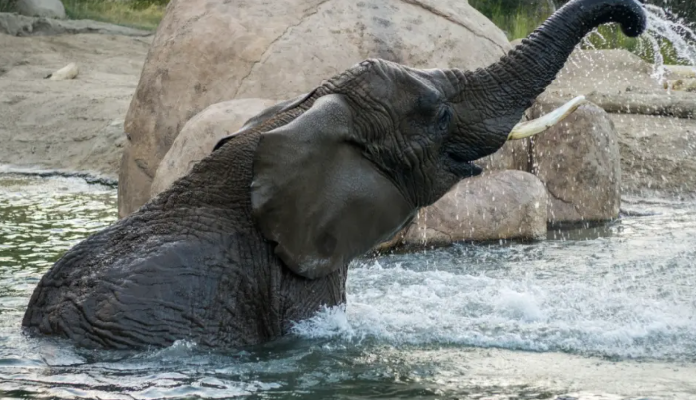 Fallo judicial: elefantes no pueden pedir su liberación de un zoológico porque no son humanos | Internacionales