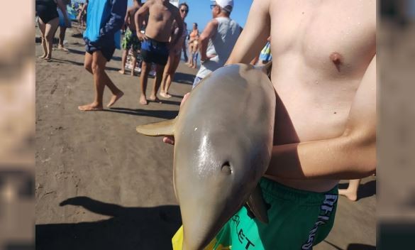 Mar del Tuyú: murió un delfín en la costa argentina porque lo sacaron del agua para tomarse fotos | Actualidad