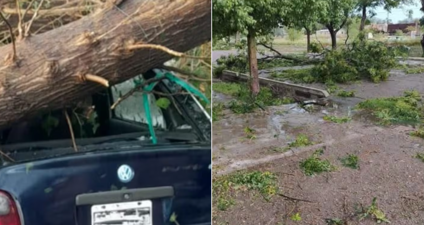 Tragedia en Mendoza: en plena tormenta quiso proteger su auto y murió aplastado por un árbol | Actualidad