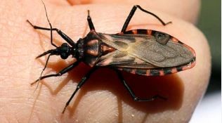 El CONICET desarrolla una vacuna preventiva contra la enfermedad de Chagas | Actualidad