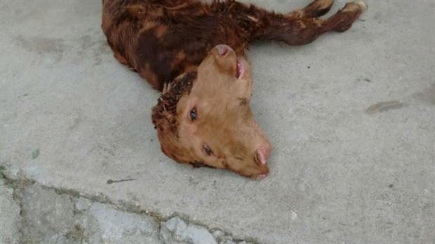 Nació un ternero con dos cabezas en Córdoba | Curiosidades