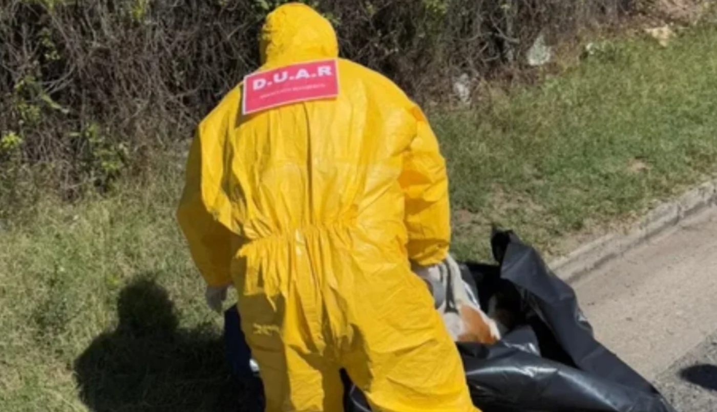 "Convulsionó por 10 segundos y murió": mataron a un perro de un tiro en plena vía pública en Córdoba | Actualidad