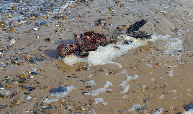 Video: un inglés asegura que halló una sirena, pero nadie le cree | Curiosidades
