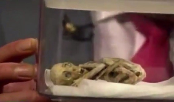 Investigador de Ovnis mostró un "extraterrestre" en un programa de televisión | Curiosidades