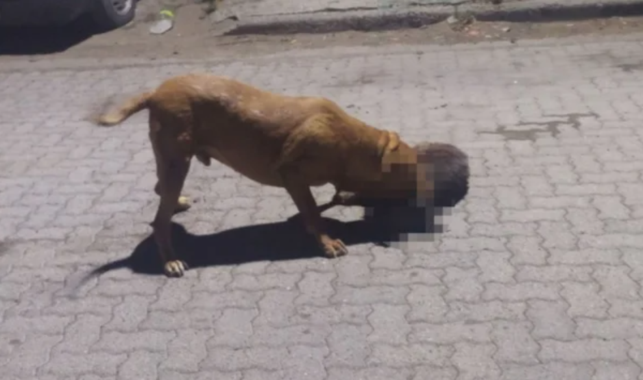 Denuncian que un pitbull mató 9 mascotas y mordió a 3 vecinos | Actualidad