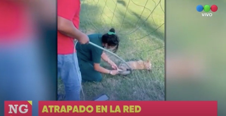 Rescataron a un zorro atrapado en la red de una cancha de fútbol | Deportes