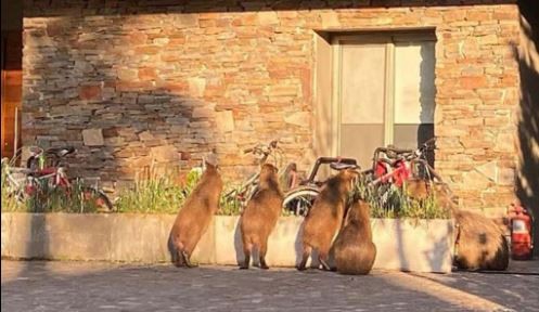 Buscan esterilizar carpinchos para controlar su población en Nordelta | Actualidad