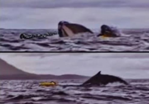 Susto en el Estrecho de Magallanes: hacía packrafting y fue tragado por una ballena que luego lo expulsó | Actualidad