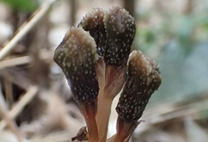 Descubren en Japón una nueva especie de planta que no necesita hacer la fotosíntesis y no florece | Curiosidades