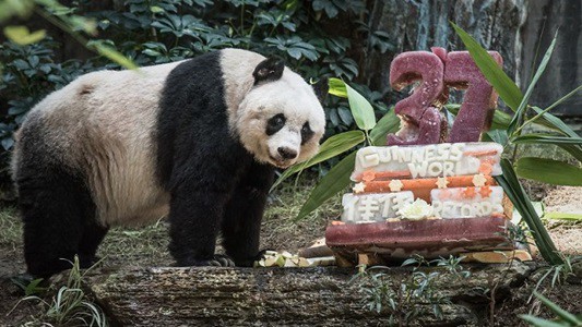 Murió Jia Jia, la osa panda en cautiverio más longeva | Curiosidades