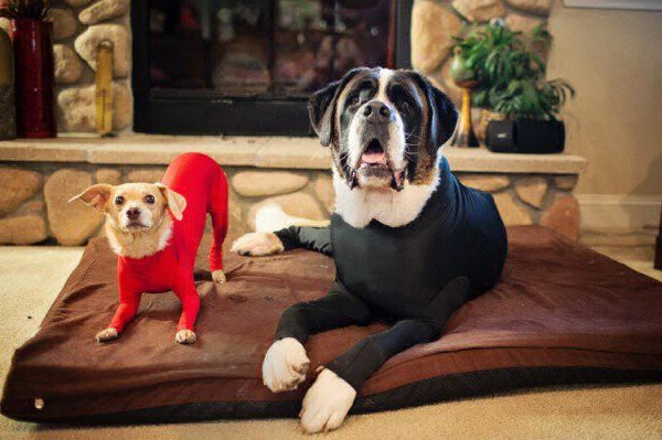 Furor por los perros que usan mallas enterizas | Curiosidades