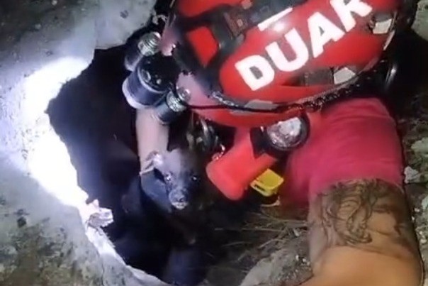 Video: bomberos rescataron a un perro que cayó a un pozo de 10 metros | Actualidad