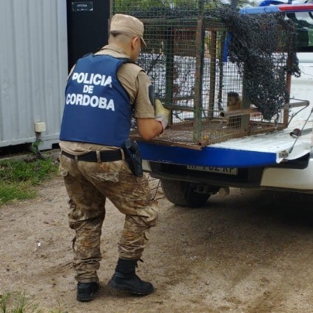 Rescataron a un mono capuchino que sufrió una descarga eléctrica | Actualidad