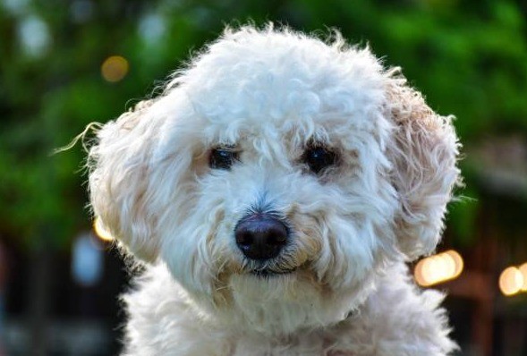 Trató de proteger a su caniche de un pitbull, perdió un dedo y deberán pagarle 3 millones | Actualidad