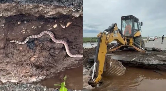 Una víbora luchó contra una retroexcavadora en el socavón de una ruta | Actualidad