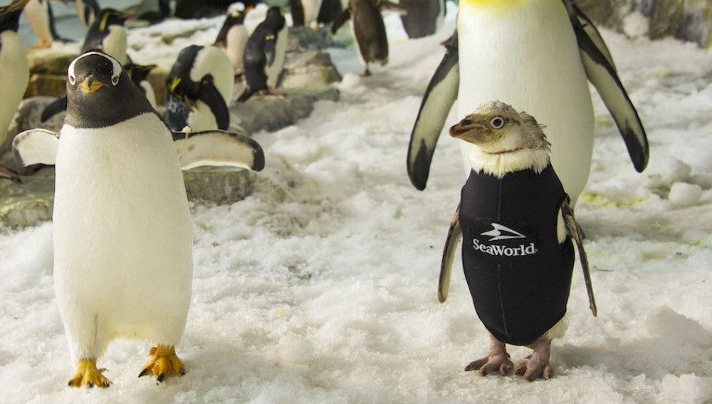 La historia del pingüino que perdió las plumas y le crearon un traje de neoprene | Curiosidades