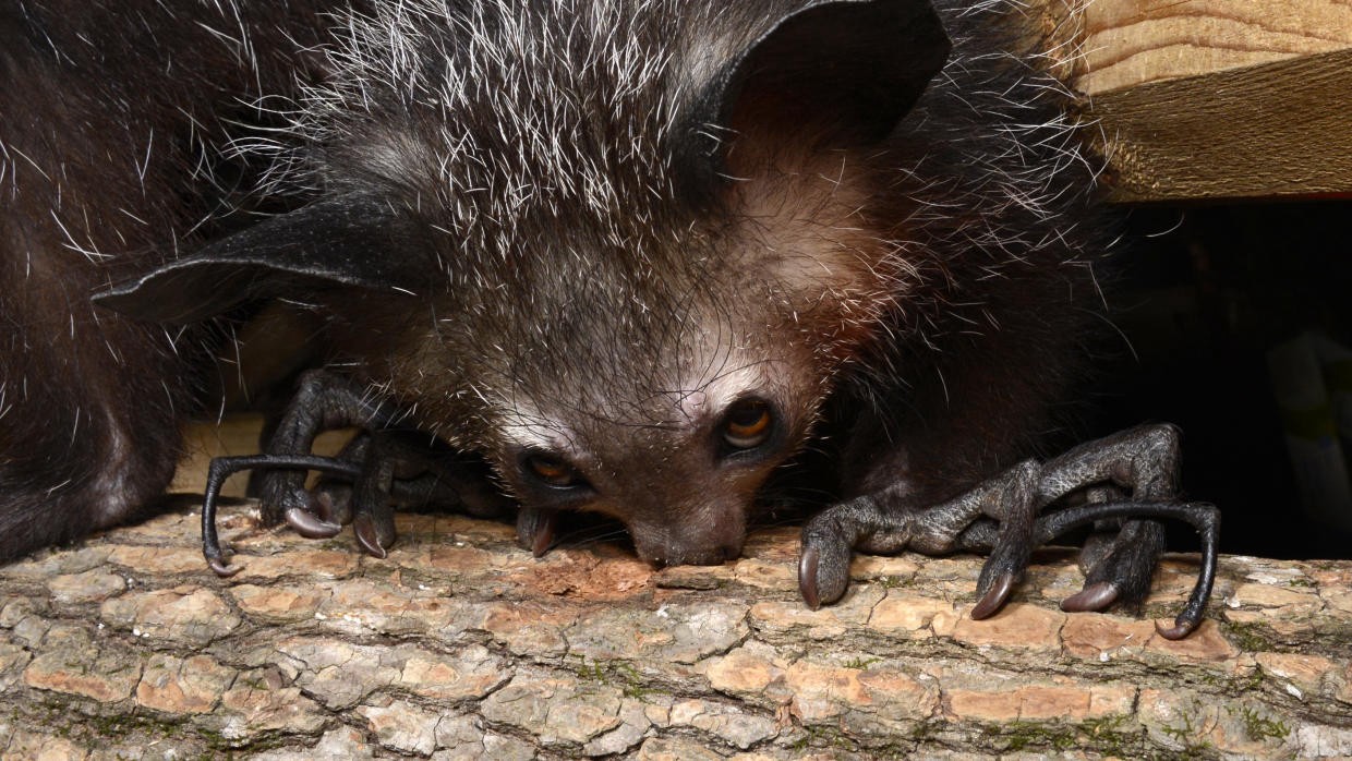 Peligro de extinción para el animal más feo del mundo por considerarlo demoníaco | Curiosidades