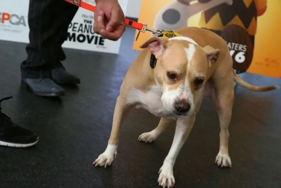 Su perro le disparó por accidente mientras dormía | Internacionales