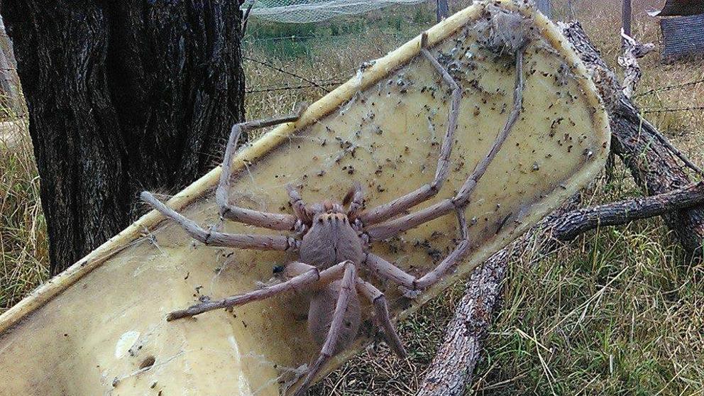 Australia: hallaron una araña gigante en una casa | Curiosidades