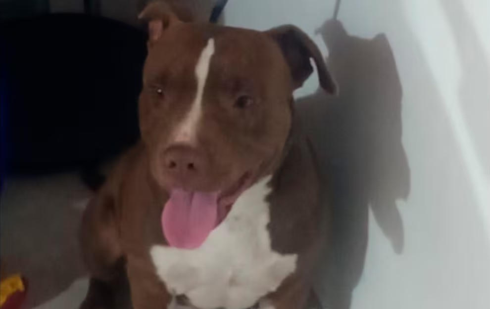 Una mujer de 72 años fue atacada por un pitbull en plena vía pública: está internada con graves lesiones | Actualidad