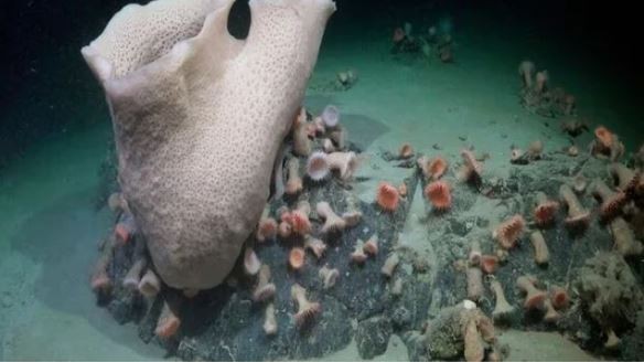 Descubren un ecosistema antártico inexplorado tras el colapso de una plataforma de hielo | Clima, naturaleza y medio ambiente