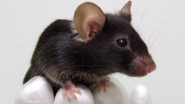 Corrigen ceguera en ratones manipulando genes | Curiosidades