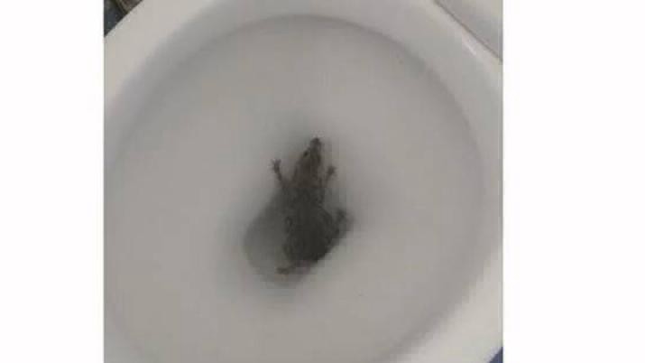 Video de terror: se iba a sentar y salió una rata del inodoro | Curiosidades