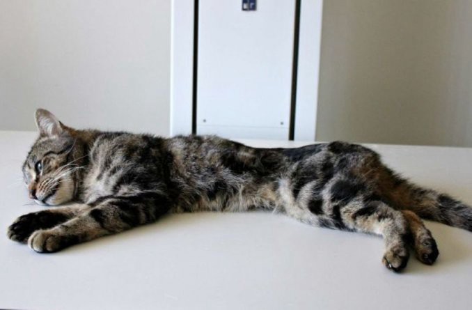 Una mujer abandonó 14 gatos en su casa, se comieron entre sí y sobrevivió uno solo | Curiosidades