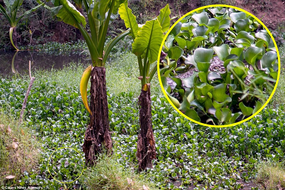 La foto que demuestra que una mujer estuvo a metros de la muerte | Curiosidades