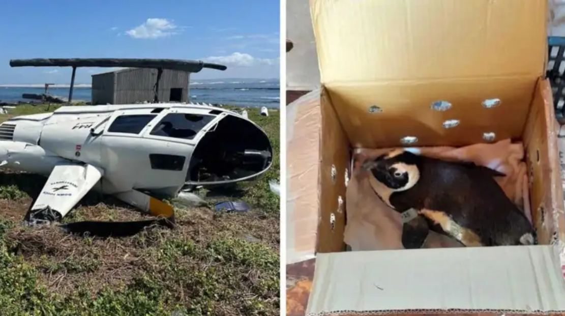 Pingüino transportado en una caja causó accidente de helicóptero en Sudáfrica | Internacionales