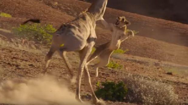 Video salvaje: así enfrentó una jirafa a dos leonas que intentaban cazarla | Curiosidades