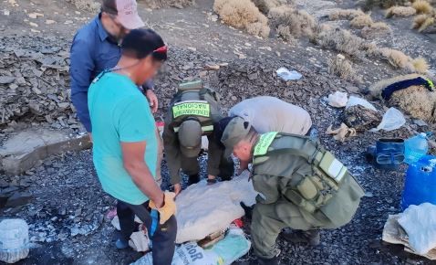 Neuquén: hallan los restos fósiles de un "ictiosaurio" | Actualidad