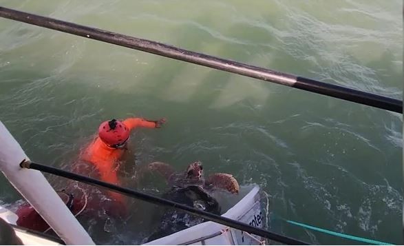 Mar del Plata: devuelven al tortugo “Jorge” a su hábitat natural | Actualidad