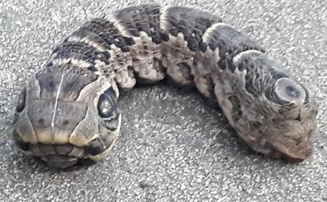 Encontró una extraña criatura en su patio y entró en pánico: “Nunca vi algo así” | Actualidad